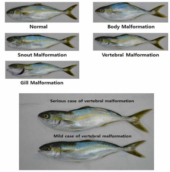 Case of external malformation in the young of fishes