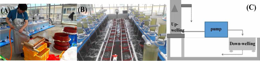 Nursery culture of the triploid individual oyster spats in indoor system. A, Size selection of the oyster spats for nursery culture; B, Nursery culture system; C, Up-welling and down-welling method