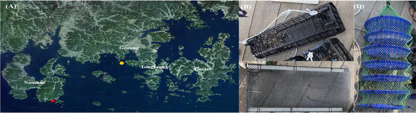 Oyster farming sites and oyster cages used in diploid individual oyster culture. A, Experimental sites (red and yellow dots) on the south coast of Korea; B, Hexcyl oyster basket produced in Australia; C, Self-designed square bag; D, 6-tier oyster cage