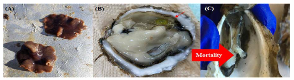 Competitive organisms appeared in diploid individual oyster spat during the nursery culture sites, 2019. A, Flatworm; B, Pea crab(arrow); C, Dead oyster spat