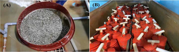 Diploid oyster spats produced in 2020. A, Oyster larvae attached in micro shell powder; B, Larvae attached in oyster collectors