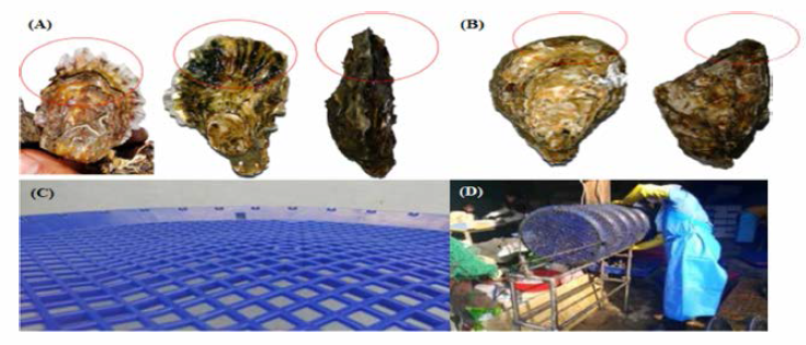 Durability and operation feature of the deployment oyster cage. A, General feature of the oyster shell edge(red circle); B, Shell edge(red circle) after oyster cage culture; C, HDPE plate inside the cage; D, Operating feature of the oyster cage exchange