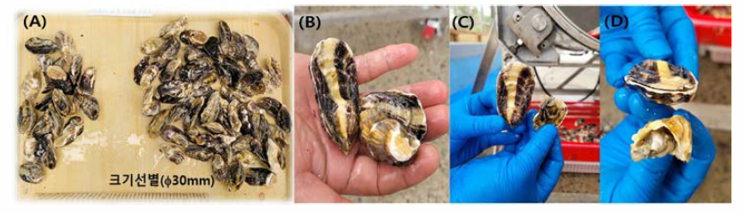 Size selection of the diploid individual oyster spats using the sorting machine. A, The oyster spats identified by the sorting machine; B, Oyster spat after shell molding using the sorter; C-D, Damaged oyster spats during the selection process