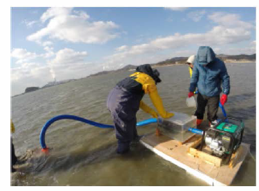 Mud Shrimp capture test by vacuum suction at low tide