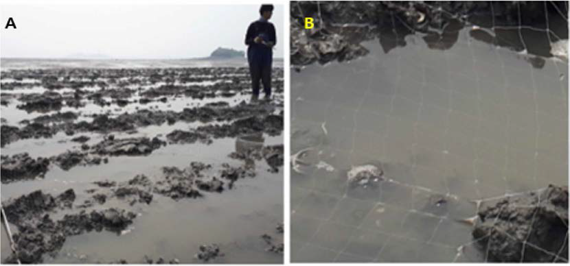 Mud shrimp capture test using surface ploughing and netting at mud shrimp habitat in Boryeong. A, Setting up a net after ploughing; B, Net being set up in the ploughing area