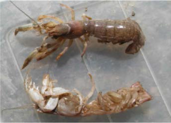 Two Shrimps captured by nets without destroying the habitat surface