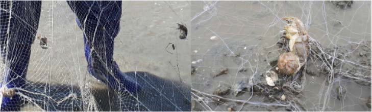 Mud shrimps caught by the trammel net in plowing area