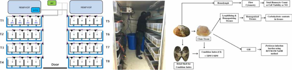 Schematic diagram of indoor tank experiment and biological parameter analysis for low temperature stress survey