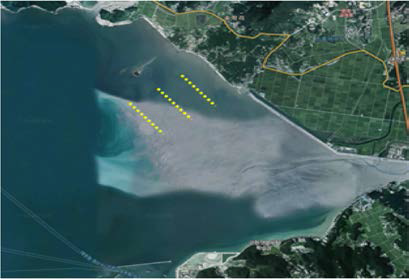 The manila clams were collected form upper, middle and lower intertidal zones in Boryeong off the west coast of Korea for high temperature stress experiment