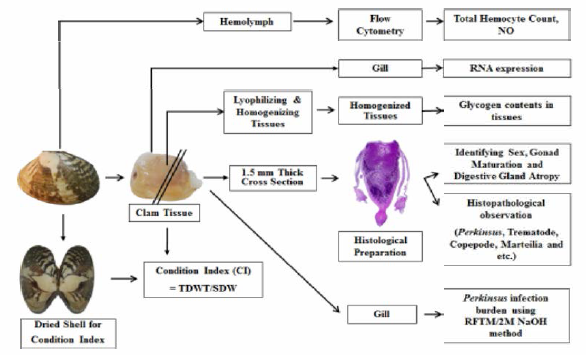 Schematic diagram of health status assessment of the manila clam