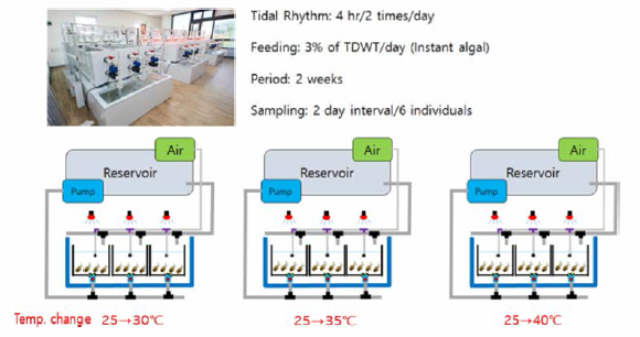 Laboratory tanks for experiment on the manila clam mortality by rapid change of water temperature