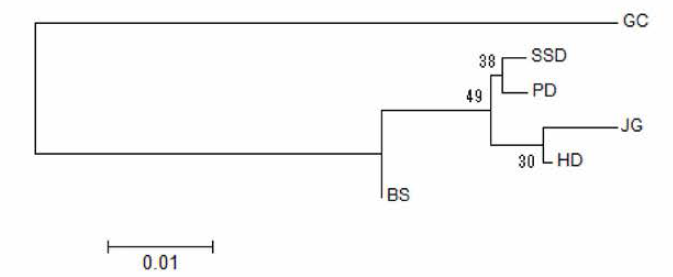 NJ tree analysis result. SSD, Sapsido; JG, Jugyo; PD, Padori; HD, Hwangdo; GC, Gochang; BS, Beopsan