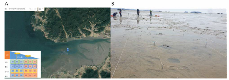 The installation of Gochang experiment area (A) and experimental section (B) for the transfer of clam in 2020