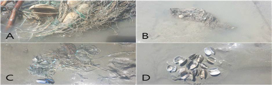 Clams entangled in waste nets and fishing ropes at experimental site in Gochang tidal flat. A, clogged and dead shell by waste net; B, waste nets in the experimental site; C, waste nets and fishing lines at the upper area; D, dead clams in the waste net