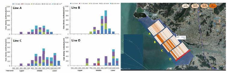 The manila clam resources distribution in Boryeong tidal flat