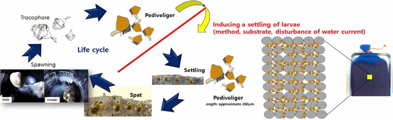 Life cycle of the manila clam and principal of seedling of natural clam spat