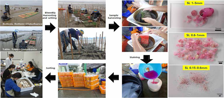 The schematic diagram shows the seedling method of natural clam spat and their efficiency analyze method
