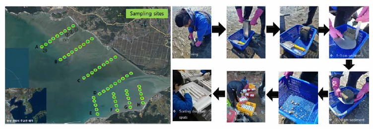 The figure shows the sampling sites and the Schematic diagram of sampling method for survey of the manila clam spat resources distribution in 2018