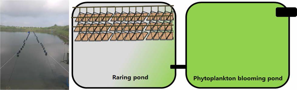 Schematic diagram of pond culture facility for seedling spats nursery in order to improve spat survival