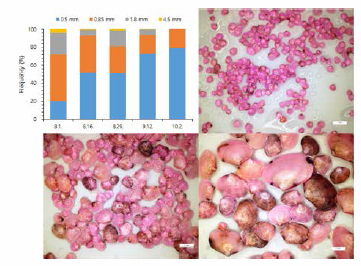 Size distribution of the manila clam spat which rearing in nursery pond and their pictures according to the size