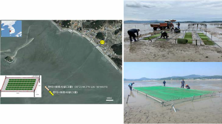 Natural seedlings of manila clam by experimentally designed facilities at Boryeong tidal flat in 2019
