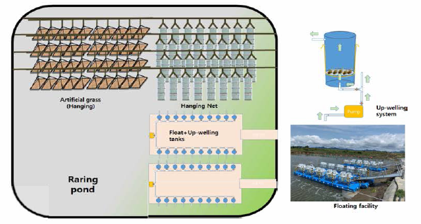 Intermediate culturing systems in pond at Gochang