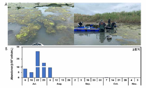 Proliferation of aquatic plants and filamentous algae in experimental ponds and removing work (up, July 2019), and changes of phytoplankton abundance (down). A, Proliferation of aquatic plants and filamentous algae; B, Decline of phytoplankton abundance after July in experimental pond water