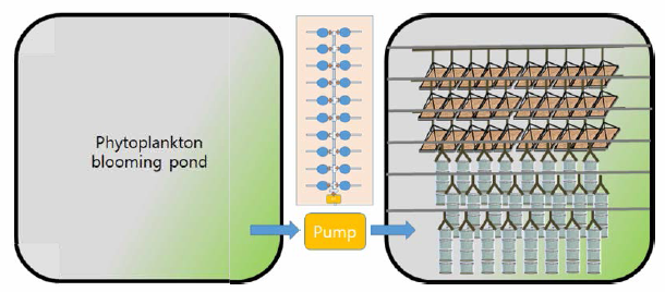 Schematic diagram of intermediate culturing system at Taean