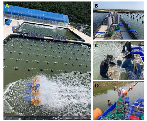 Intermediate culturing experiment of manila clam spats at Taean Aquaculture Research Center. A, Overall view of the experimental pond; B, Upwelling culture system; C, Artificial grass, D, Underwater scallop basket