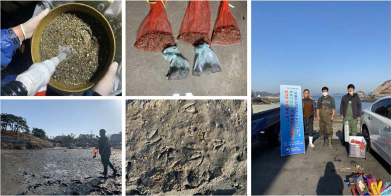 About 500,000 clam spats rearing in intermediate culturing system were released at Jangjado coast in Gunsan on 30th Oct. 2020