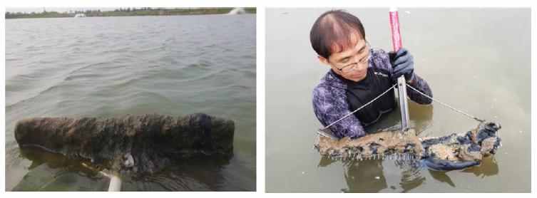Proliferation of filamentous algae in experimental pond in Gochang