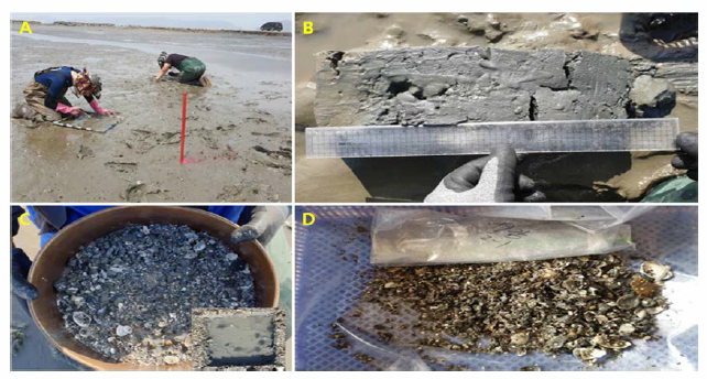 Field survey of mud shrimp habitat (genus Upogebia, Austinogebia). A, Count of mud shrimp1 hole; B, observation and sampling of sediment; C, Sieving for macrobenthos sampling; D, Shell debris in the sediment of mud shrimp habitat