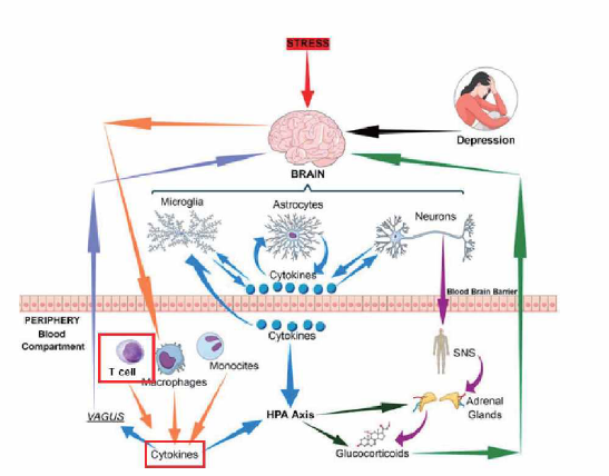 스트레스와 T cell과의 관계 모식도