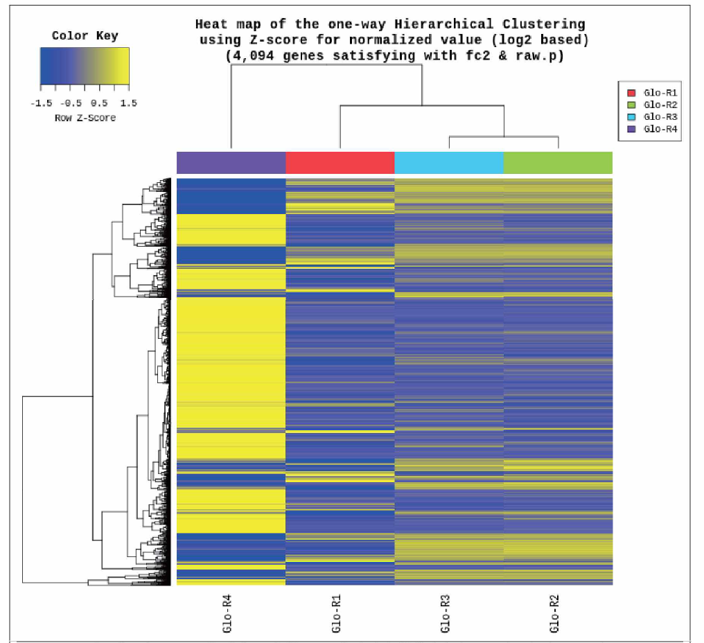 ST-35에 의해 조절되는 380개 유전자 분석결과 (Hierarchical Clustering)