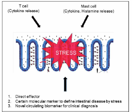 T cell 및 비만세포에 의한 장세포 스트레스 반응