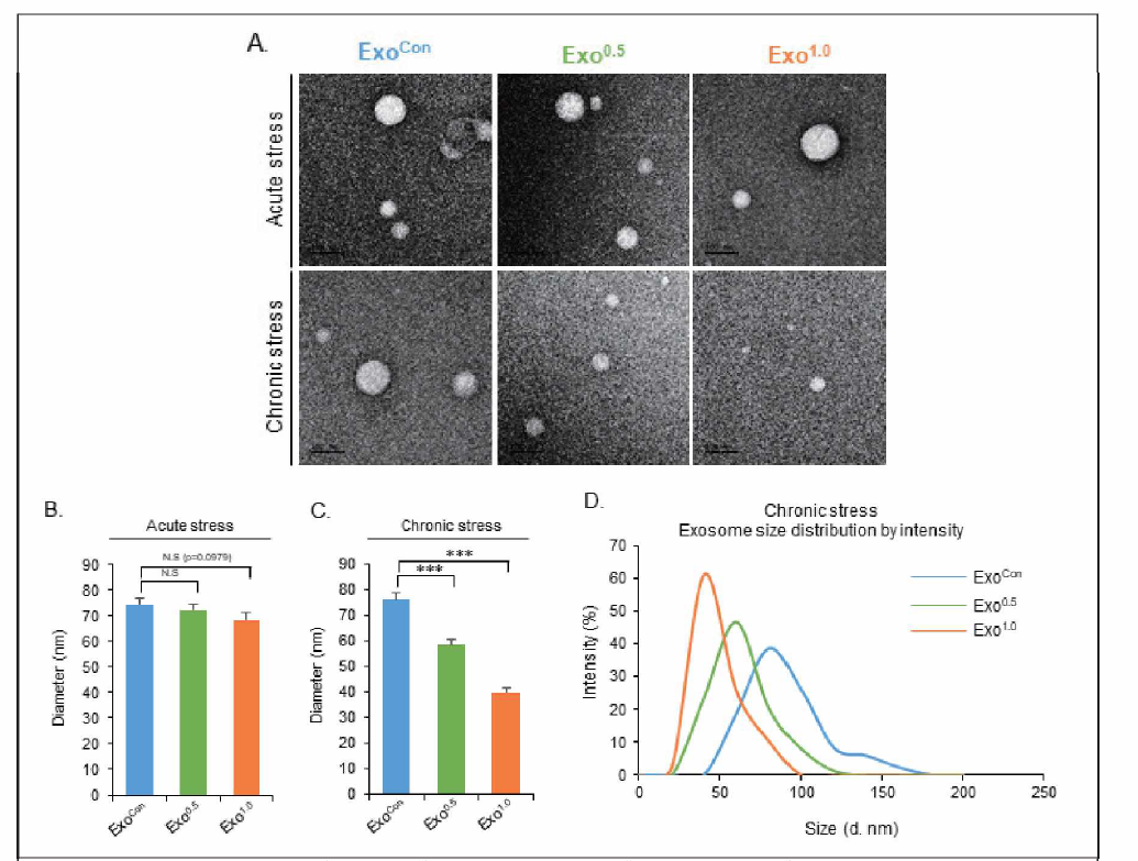 스트레스 모델에서의 엑소좀 분리
