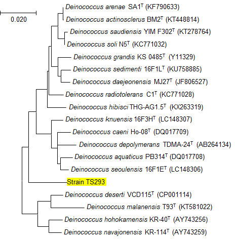 Deinococcus 속 방사선 저항성 신종 균주의 계통수