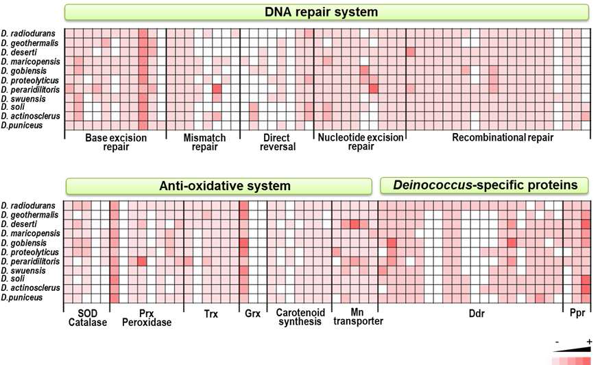 방사선 저항성 미생물의 주요 저항성 유전자 다양성 분석