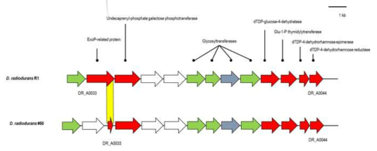 EPS생산 유전자 cluster의 비교분석 결과