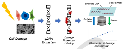 방사선 유도 DNA 손상 확인 실험 모식도