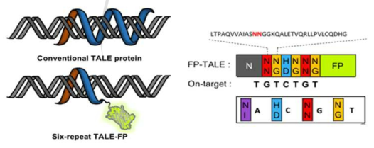 TALE 단백질 과 TGTCTGT를 인식하는 TALE-eGFP
