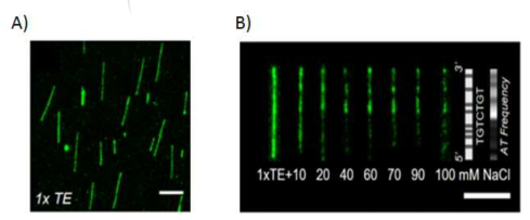 TALE-eGFP에 의한 DNA 염색(A) 및 DNA 서열 패턴 분석(B)