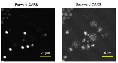 미세플라스틱 혼합시료 (PS: 10μm, PE: 10~20μm, PMMA: 1~10μm, PTFE: 3μm)의 forward (좌)와 backward (우) CARS 이미지