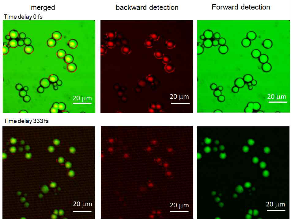 Time-delared CARS 이미징 효과. Time delay=0 fs (위)와 time delay=333 fs (아래)에서 측정된 미세플라스틱 혼합시료의 forward / backward / merged CARS 이미지. PS: 10μm, PE: 10~20μm, PMMA: 1~10 μm, PTFE: 3μm