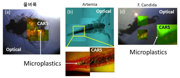 초미세플라스틱 (5μm PS)에 노출된 (a) 물벼룩, (b) Artemia 및 (c) F. Candida의 CARS-optical merge 이미지