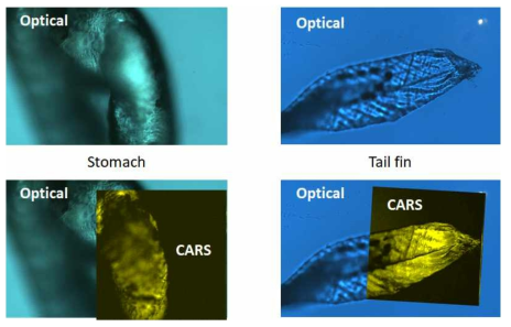 24시간 PS에 노출된 지브라피쉬의 CARS optical merge 이미지