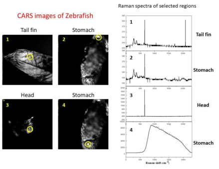 지브라피쉬의 CARS 이미지 및 배와 꼬리 부위의 선별된 위치 (1-4)에서 측정된 라만 스펙트럼