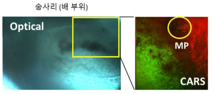 송사리 (배 부위)의 광학이미지 (좌) 및 CARS 이미지 (우). MP: microplastic