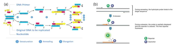 (a) 유전자증폭기술(Polymerase Chain Reaction, PCR) 개요도, (b) 실시간 유전자 증폭 기술 (Real-time PCR) 설명도 (Taqman 제품). 형광 물질(Fluorescent reporter)과 퀀쳐(Quencher) 로 구성된 프로브(probe)가 DNA 특정 부위에 결합되고 신장(Elongation)단계에서 형광 물질과 퀀쳐 연결이 끊어지고 여기광에서 의해 형광이 발생