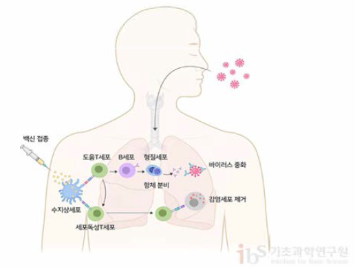 백신투여 이후 면역작용에 의한 감염병 예방 메커니즘